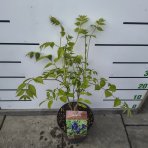 Dekaisnea Fargesova (Decaisnea fargesii) - výška 40-60 cm, kont. C4L